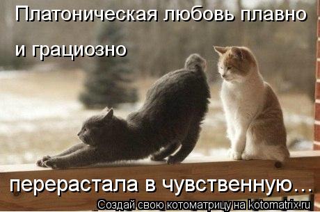 Котоматрица: Платоническая любовь плавно и грациозно перерастала в чувственную…