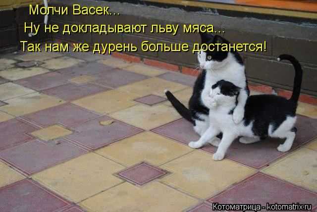 Котоматрица: Молчи Васек... Ну не докладывают льву мяса... Так нам же дурень больше достанется!