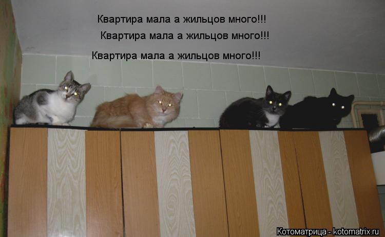 Квартира мала а жильцов много!!! Квартира мала а жильцов много!!! Квартира мала а жильцов много!!!... Котоматрица: Квартира мала а жильцов много!!! Квартира мала а жильцов много!!! Квартира мала а жильцов много!!!