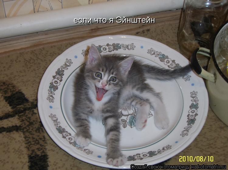 если что я Эйнштейн... Котоматрица: если что я Эйнштейн
