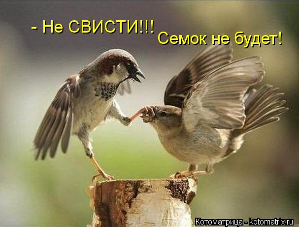 - Не СВИСТИ!!! Семок не будет!... Котоматрица: - Не СВИСТИ!!! Семок не будет!
