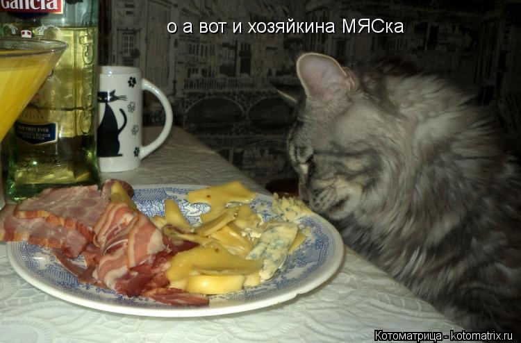 о а вот и хозяйкина МЯСка... Котоматрица: о а вот и хозяйкина МЯСка