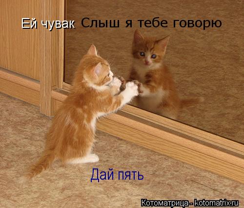 Ей чувак Слыш я тебе говорю Дай пять... Котоматрица: Ей чувак Слыш я тебе говорю Дай пять
