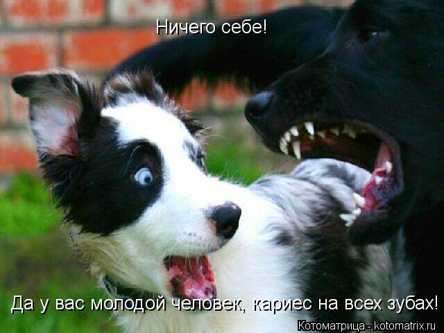 Ничего себе! Да у вас молодой человек, кариес на всех зубах!... Котоматрица: Ничего себе! Да у вас молодой человек, кариес на всех зубах!
