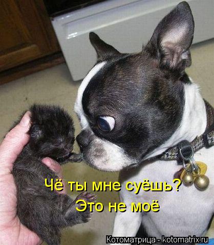 Чё ты мне суёшь? Это не моё... Котоматрица: Чё ты мне суёшь? Это не моё