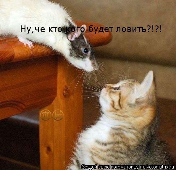 Ну,че кто кого будет ловить?!?!... Котоматрица: Ну,че кто кого будет ловить?!?!