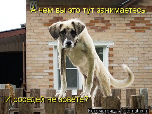 А чем вы это тут занимаетесь И соседей не зовёте?... Котоматрица: А чем вы это тут занимаетесь И соседей не зовёте?