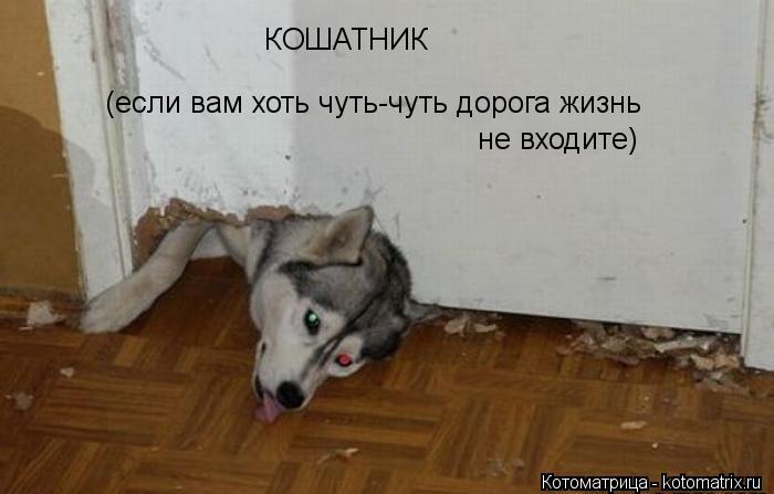 КОШАТНИК (если вам хоть чуть-чуть дорога жизнь не входите)... Котоматрица: КОШАТНИК (если вам хоть чуть-чуть дорога жизнь не входите)
