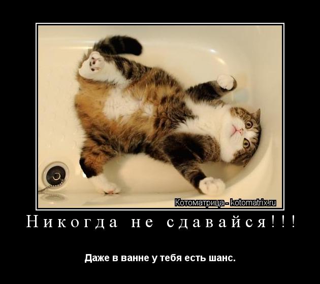 Никогда не сдавайся!!! Даже в ванне у тебя есть шанс.... Котоматрица: Никогда не сдавайся!!! Даже в ванне у тебя есть шанс.