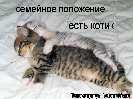 есть котик семейное положение... Котоматрица: есть котик семейное положение
