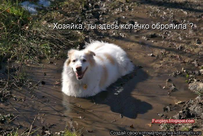 - Хозяйка, ты здесь колечко обронила ?... Котоматрица: - Хозяйка, ты здесь колечко обронила ?