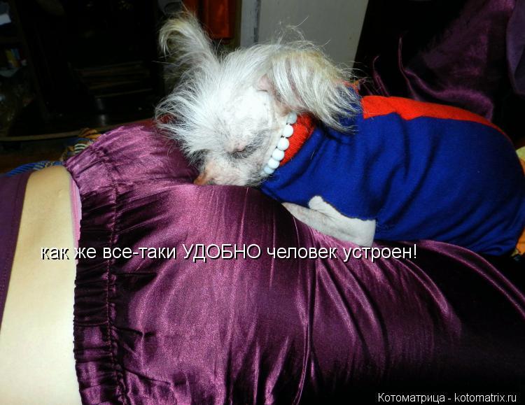 как же все-таки УДОБНО человек устроен!... Котоматрица: как же все-таки УДОБНО человек устроен!
