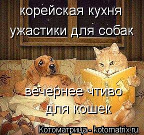 Котоматрица: корейская кухня  ужастики для собак вечернее чтиво для кошек