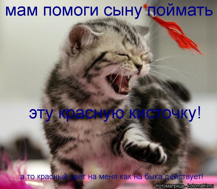 Котоматрица: мам помоги сыну поймать  эту красную кисточку! а то красный цвет на меня как на быка действует!