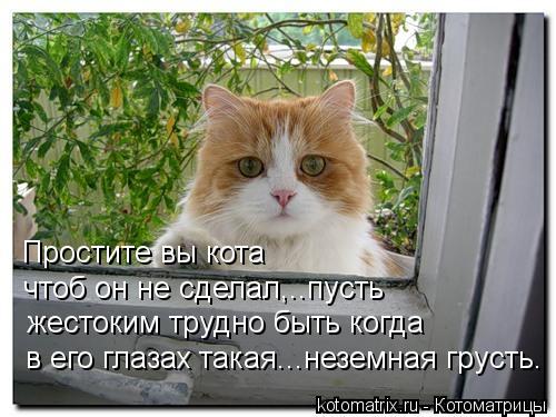 Котоматрица: Простите вы кота  чтоб он не сделал,..пусть жестоким трудно быть когда в его глазах такая...неземная грусть.