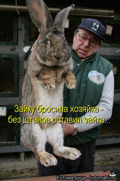 Зайку бросила хозяйка - без штанов оставил зайка...... Котоматрица: Зайку бросила хозяйка - без штанов оставил зайка...
