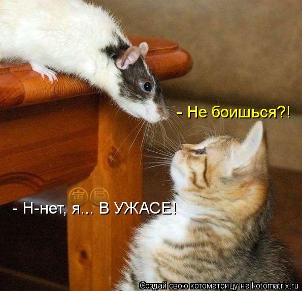 - Не боишься?! - Н-нет, я... В УЖАСЕ!... Котоматрица: - Не боишься?! - Н-нет, я... В УЖАСЕ!