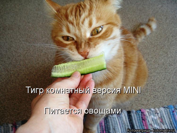 Тигр комнатный версия MINI Питается овощами... Котоматрица: Тигр комнатный версия MINI Питается овощами