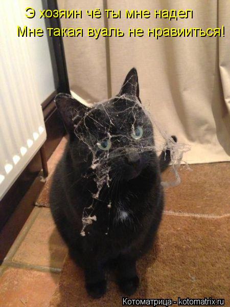 Котоматрица: Э хозяин чё ты мне надел  Мне такая вуаль не нравииться!