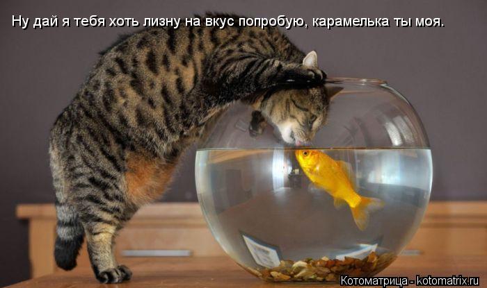 Ну дай я тебя хоть лизну на вкус попробую, карамелька ты моя.... Котоматрица: Ну дай я тебя хоть лизну на вкус попробую, карамелька ты моя.