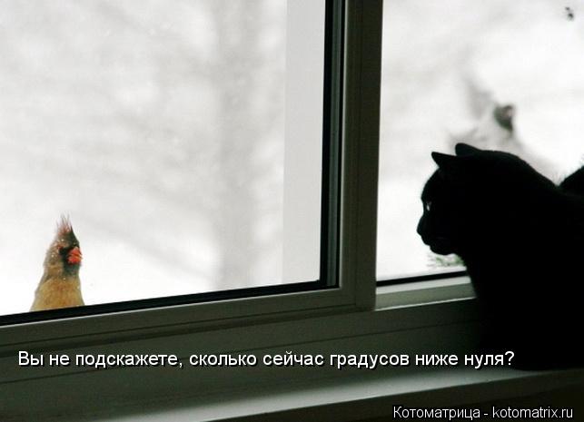 Котоматрица: Вы не подскажете, сколько сейчас градусов ниже нуля?