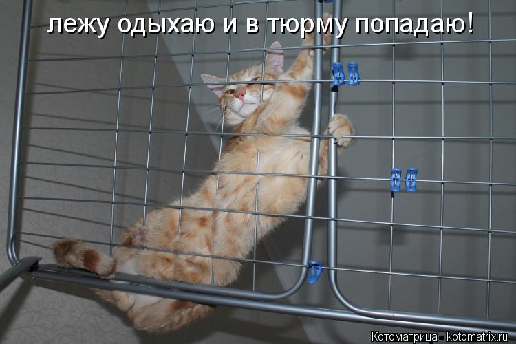 лежу одыхаю и в тюрму попадаю!... Котоматрица: лежу одыхаю и в тюрму попадаю!