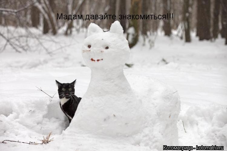 Котоматрица: Мадам,давайте знакомиться!!!