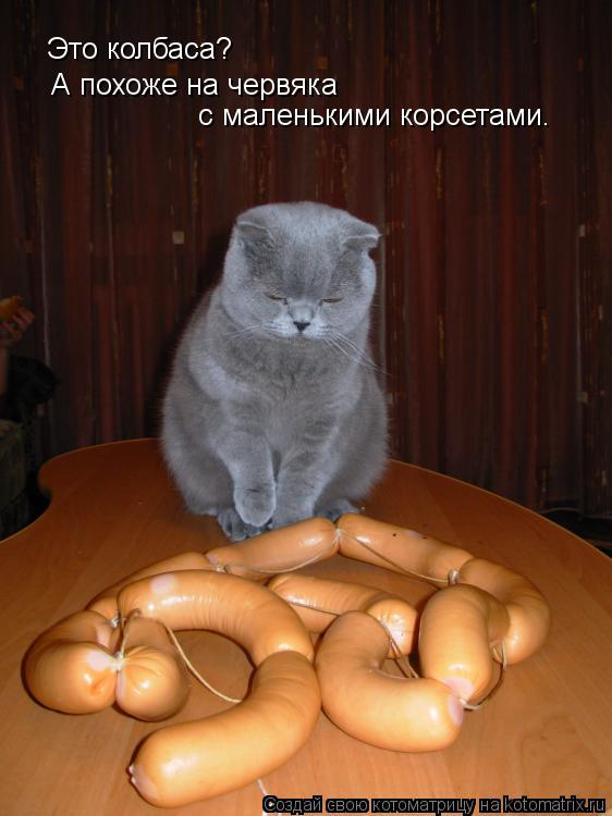 Это колбаса? А похоже на червяка с маленькими корсетами.... Котоматрица: Это колбаса? А похоже на червяка с маленькими корсетами.