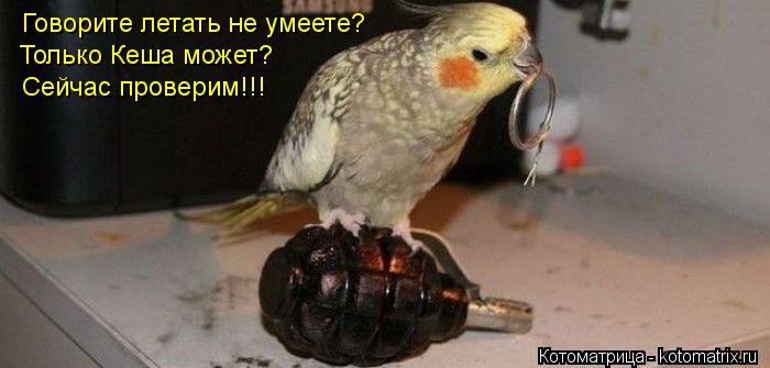 Говорите летать не умеете? Только Кеша может? Сейчас проверим!!!... Котоматрица: Говорите летать не умеете? Только Кеша может? Сейчас проверим!!!