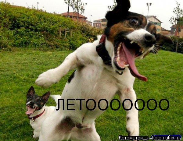 Котоматрица: ЛЕТООООООО