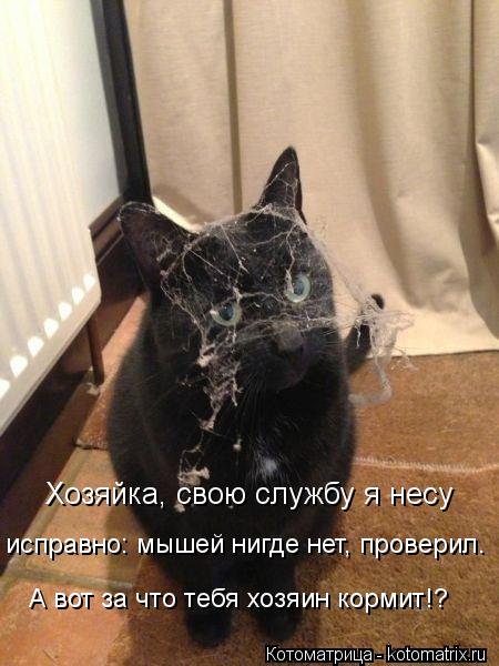 Хозяйка, свою службу я несу исправно: мышей нигде нет, проверил. А вот за что тебя хозяин кормит!?... Котоматрица: Хозяйка, свою службу я несу исправно: мышей нигде нет, проверил. А вот за что тебя хозяин кормит!?