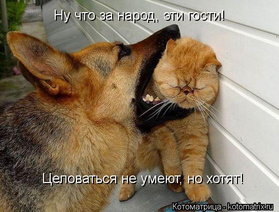 Ну что за народ, эти гости! Целоваться не умеют, но хотят!... Котоматрица: Ну что за народ, эти гости! Целоваться не умеют, но хотят!
