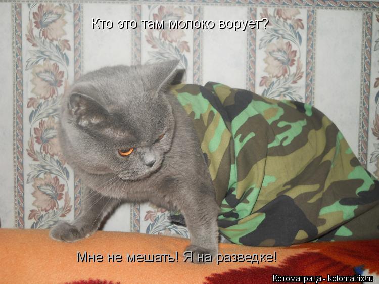 Котоматрица: Кто это там молоко ворует? Мне не мешать! Я на разведке!