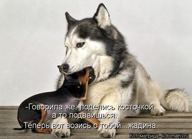 -Говорила же: поделись косточкой, а то подавишься... Теперь вот возись с тобой...жадина.... Котоматрица: -Говорила же: поделись косточкой, а то подавишься... Теперь вот возись с тобой...жадина.