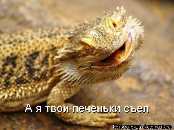 А я твои печеньки съел... Котоматрица: А я твои печеньки съел