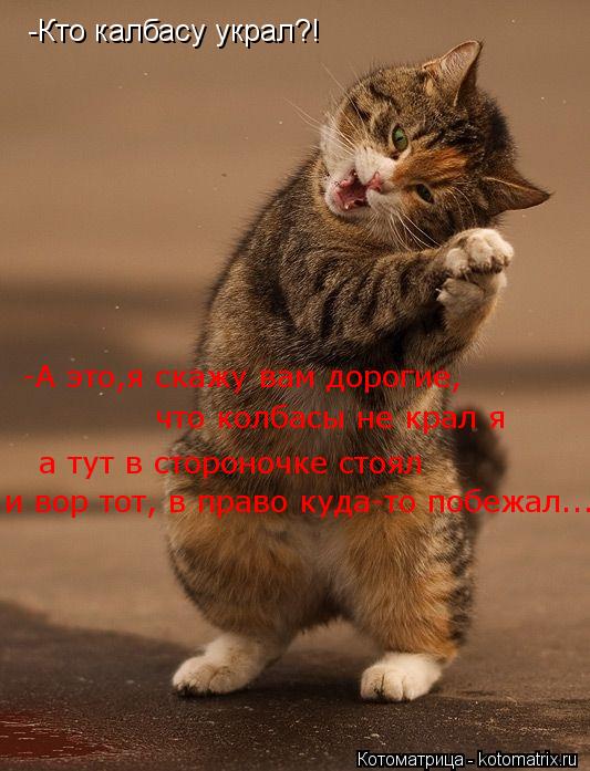 Котоматрица: -Кто калбасу украл?! -А это,я скажу вам дорогие, а тут в стороночке стоял что колбасы не крал я и вор тот, в право куда-то побежал...