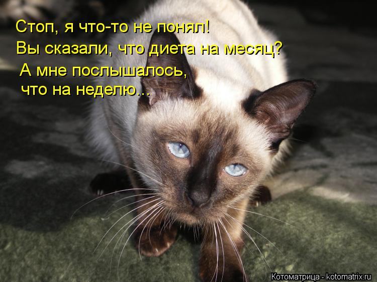 Стоп, я что-то не понял! Вы сказали, что диета на месяц? А мне послышалось, что на неделю...... Котоматрица: Стоп, я что-то не понял! Вы сказали, что диета на месяц? А мне послышалось, что на неделю...