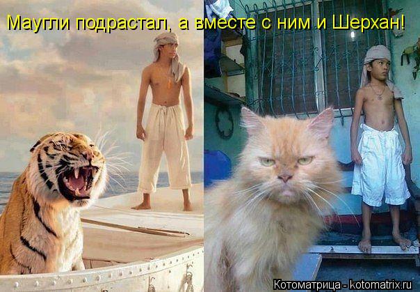 Маугли подрастал, а вместе с ним и Шерхан!... Котоматрица: Маугли подрастал, а вместе с ним и Шерхан!