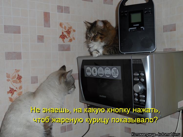 Не знаешь, на какую кнопку нажать, чтоб жареную курицу показывало?... Котоматрица: Не знаешь, на какую кнопку нажать, чтоб жареную курицу показывало?