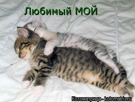 Любимый МОЙ... Котоматрица: Любимый МОЙ
