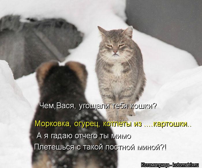Морковка, огурец, котлеты из ....картошки.. Чем,Вася, угощали тебя кошки? Плетешься с такой постной м... Котоматрица: Морковка, огурец, котлеты из ....картошки.. Чем,Вася, угощали тебя кошки? Плетешься с такой постной миной?! А я гадаю отчего ты мимо