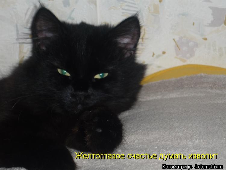 Котоматрица: Желтоглазое счастье думать изволит