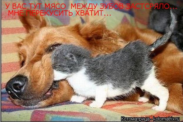 У ВАС ТУТ МЯСО МЕЖДУ ЗУБОВ ЗАСТСРЯЛО... У ВАС ТУТ МЯСО МЕЖДУ ЗУБОВ ЗАСТСРЯЛО... МНЕ ПЕРЕКУСИТЬ ХВАТ... Котоматрица: У ВАС ТУТ МЯСО МЕЖДУ ЗУБОВ ЗАСТСРЯЛО... У ВАС ТУТ МЯСО МЕЖДУ ЗУБОВ ЗАСТСРЯЛО... МНЕ ПЕРЕКУСИТЬ ХВАТИТ... МНЕ ПЕРЕКУСИТЬ ХВАТИТ...