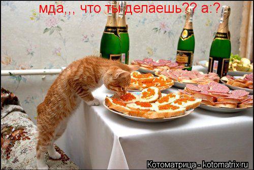 Котоматрица: мда,,, что ты делаешь?? а:?