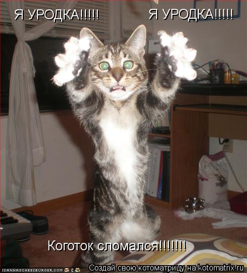 Я УРОДКА!!!!! Я УРОДКА!!!!! Коготок сломался!!!!!!!... Котоматрица: Я УРОДКА!!!!! Я УРОДКА!!!!! Коготок сломался!!!!!!!