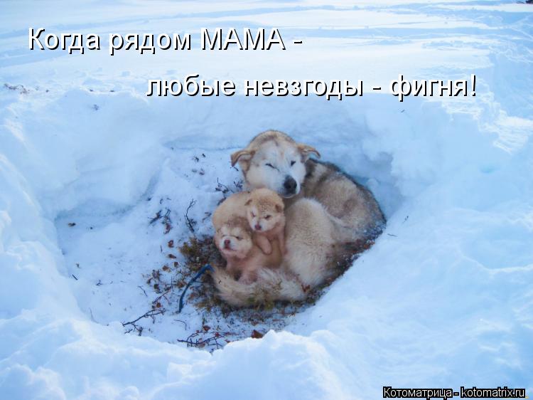 Когда рядом МАМА - любые невзгоды - фигня!... Котоматрица: Когда рядом МАМА - любые невзгоды - фигня!