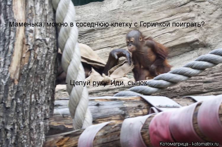 Котоматрица: - Маменька, можно в соседнюю клетку с Горилкой поиграть? - Целуй руку. Иди, сынок.