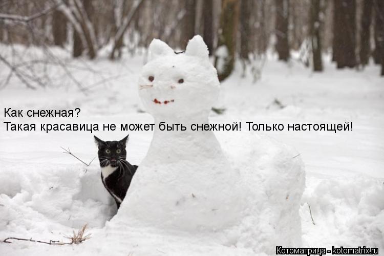 Котоматрица: Как снежная? Такая красавица не может быть снежной! Только настоящей!