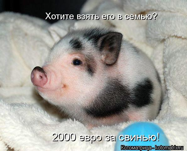 Котоматрица: Хотите взять его в семью? 2000 евро за свинью!