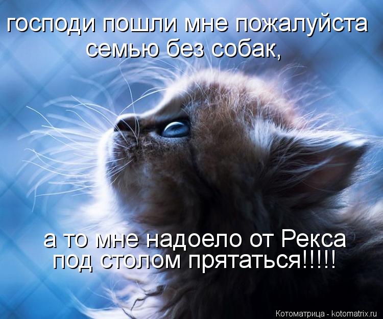 Котоматрица: господи пошли мне пожалуйста под столом прятаться!!!!! семью без собак, а то мне надоело от Рекса